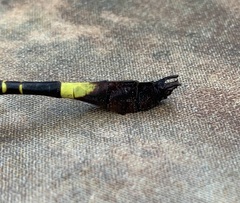 Phyllomacromia contumax