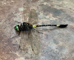 Phyllomacromia contumax