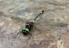 Phyllomacromia contumax