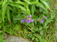 Penstemon serrulatus
