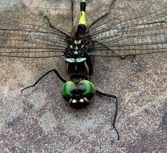 Phyllomacromia contumax