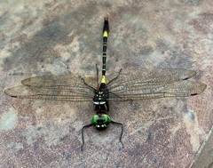 Phyllomacromia contumax