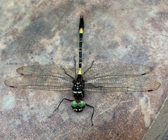 Phyllomacromia contumax