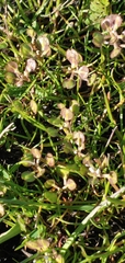 Draba verna