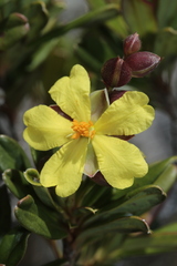 Hibbertia altigena