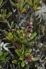 Hibbertia altigena