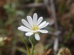 Vittadinia australis