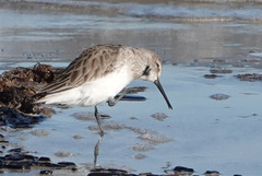 Calidris mauri