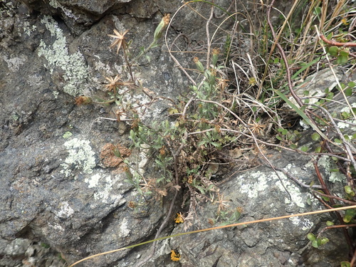 Image of Vittadinia australis by (c) Paul Bell-Butler, some rights reserved (CC BY)