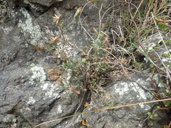 Vittadinia australis