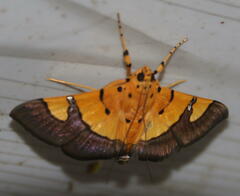 Endocrossis flavibasalis