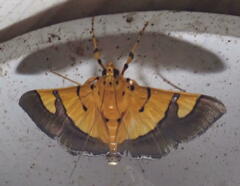 Endocrossis flavibasalis