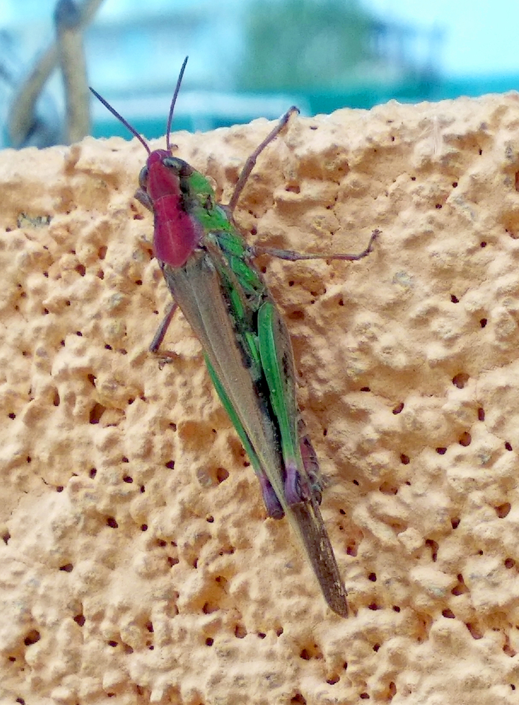 Slender Green-winged Grasshopper