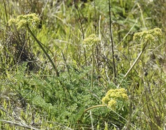 Lomatium dasycarpum