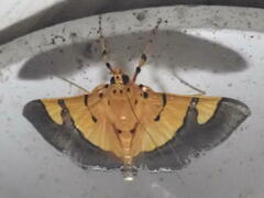 Endocrossis flavibasalis