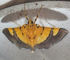 Endocrossis flavibasalis