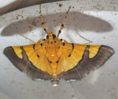 Endocrossis flavibasalis