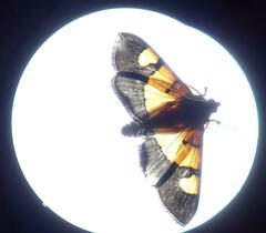 Endocrossis flavibasalis