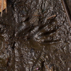 Myocastor coypus