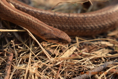 Galvarinus chilensis chilensis