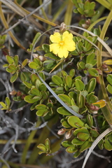 Hibbertia altigena