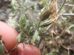 Vittadinia australis