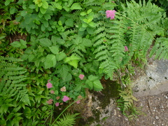 Spiraea splendens