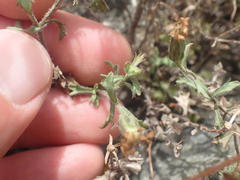 Vittadinia australis