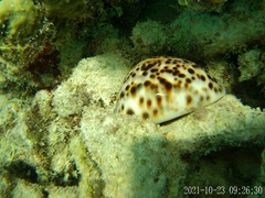 Cypraea tigris