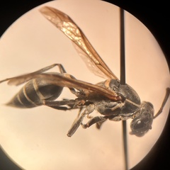 Polybia plebeja