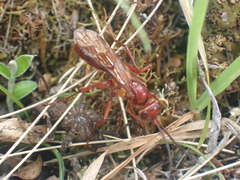 Sphictostethus nitidus