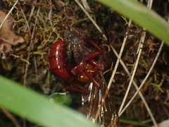 Sphictostethus nitidus