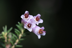 Erica australis