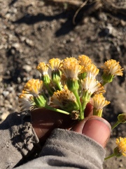 Senecio aronicoides