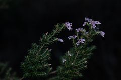 Erica australis