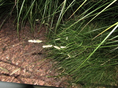 Bouteloua gracilis