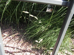 Bouteloua gracilis