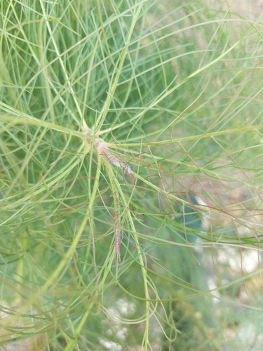 Sonchus capillaris image