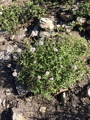 Monardella odoratissima