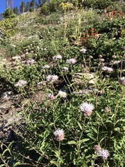 Monardella odoratissima