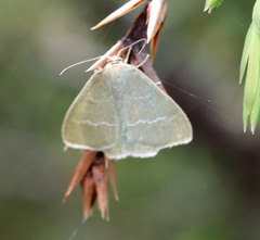 Chlorissa viridata