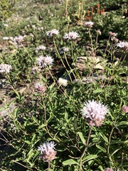 Monardella odoratissima