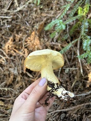 Leucopaxillus albissimus