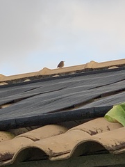 Troglodytes aedon musculus