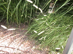 Bouteloua gracilis