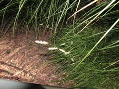 Bouteloua gracilis