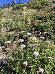 Monardella odoratissima