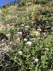 Monardella odoratissima