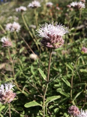 Monardella odoratissima