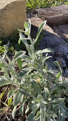 Pseudognaphalium microcephalum